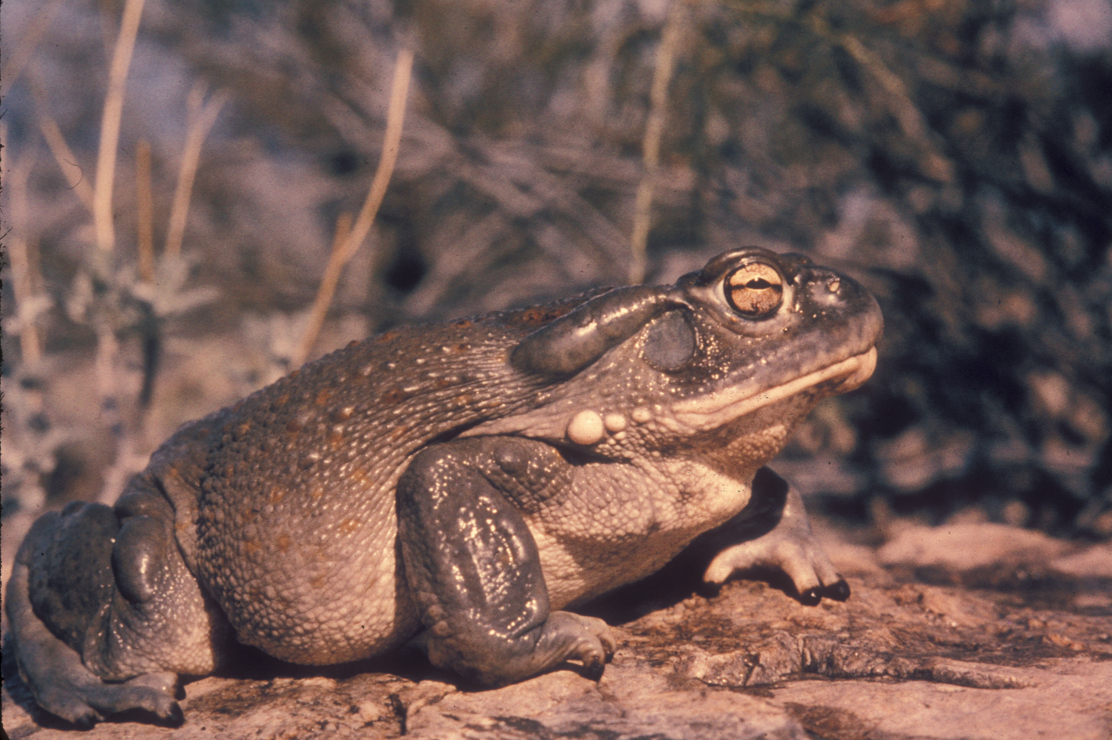 A real Sonoran Desert toad. The highlighted parotoid gland sits behind its eye.